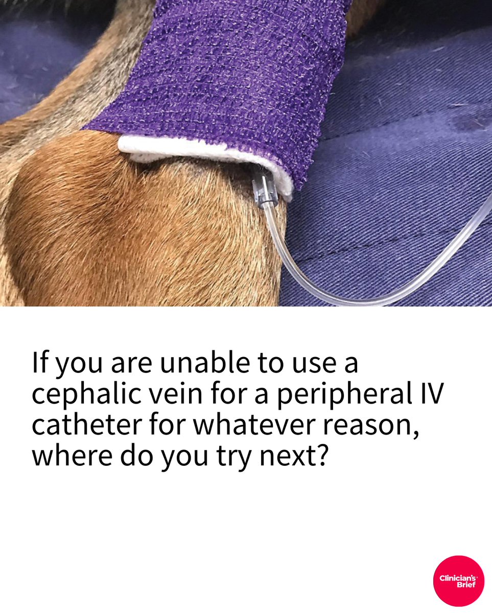 If you are unable to use a cephalic vein for a peripheral IV catheter for whatever reason, where do you try next?