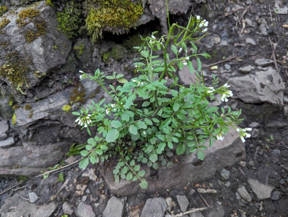 Day 88: Wavy Bittercress

An edible low-growing plant that butterflies, moths and hoverflies love.

This plant has been used medicinally and it's seeds can be roasted and used as a substitute for coffee.

#frome_valley_year