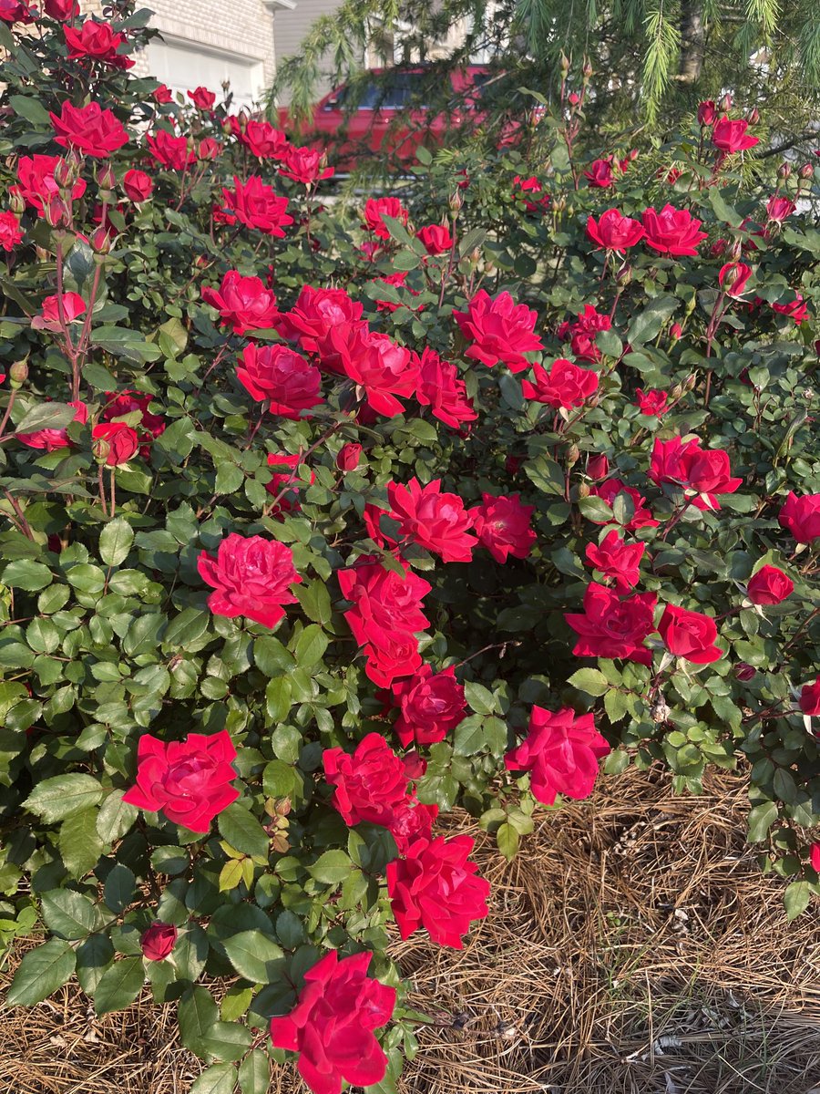 MitchellASmith's tweet image. At least my roses look good. Billbugs have ruined the start of growing season for my grass. We’ll get that momentum back though.