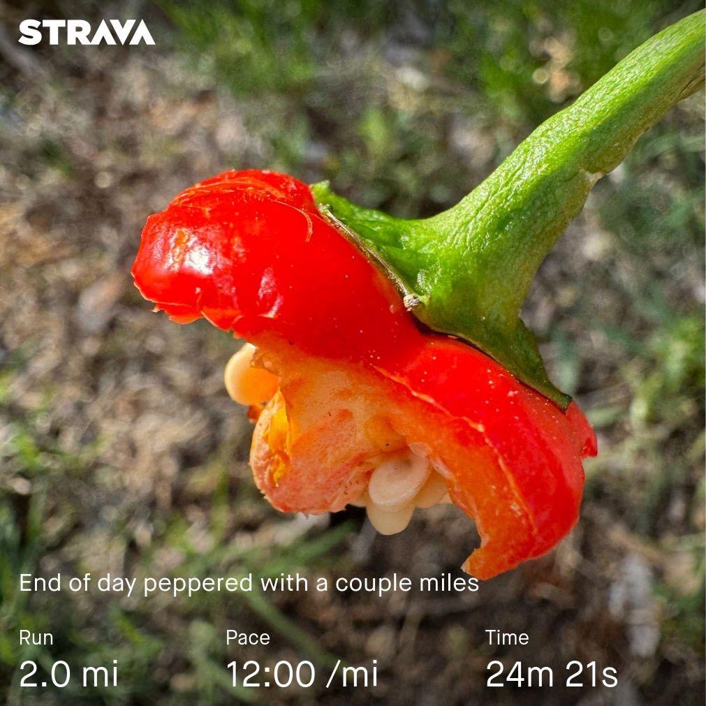 End of day peppered with a couple miles

Ran 2.02 miles (24:21 || 12:00/mi) 74º with 73% humidity || Day 1408 of #RunStreak #SeenOnMyRun