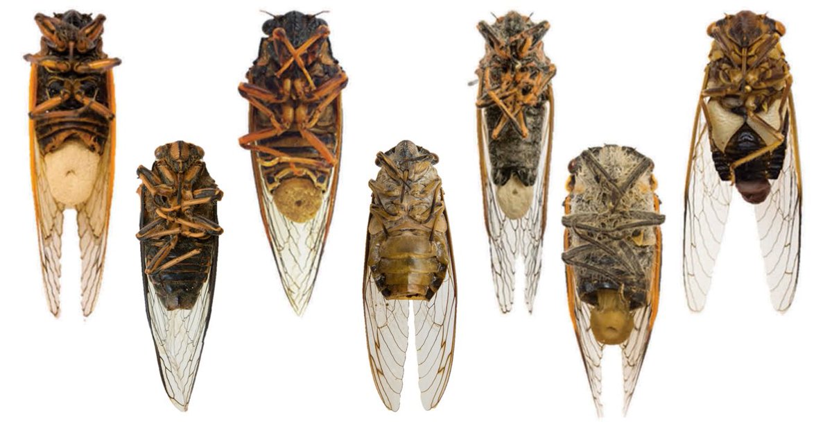 In case all you millions of new zombie cicada fungus fans wanted to see how the other closely related Massospora species look on their cicada hosts! Infected periodical cicada on the left for reference!