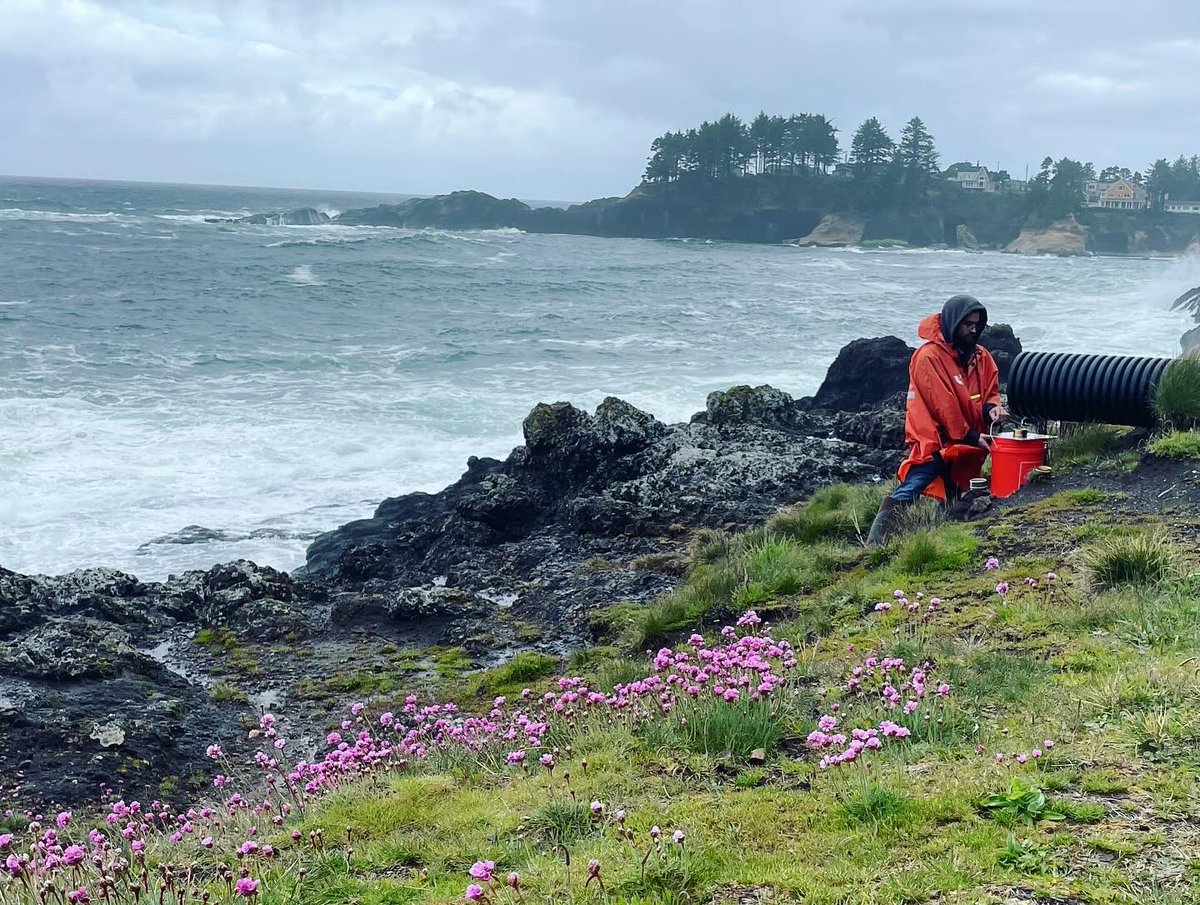 smbrander's tweet photo. Stormwater sampling in coastal towns today. I’ll tell ya these one size fits “all” ponchos are quite stylish. Also sometimes the outfalls are in interesting locations 🌊 🌧️ @pnwmicroplastic @hatfieldmsc @osufwcs @oregon_seagrant @OSU_Coastal @ACE_Lab_PSU #MPSOS #microplastics https://t.co/IRE43EUc5c