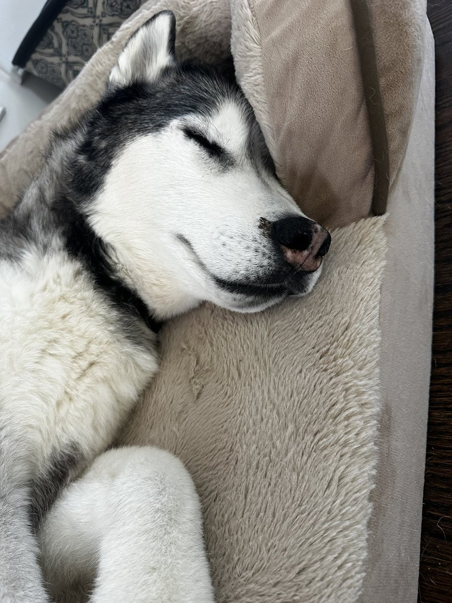 @JoJoFromJerz My peaceful Zeus just loving life in his bed. #lovedogs #family #mybaby #husky