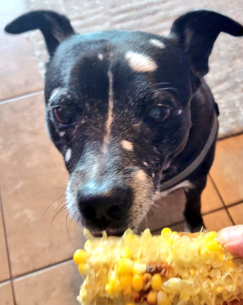 Hey pals! Almost summer time. My mom got some early corn and watermelon and I had sharsies. I also had the world's smallest smidgen of a rib. Pfft, Muvvers. #Almostsummer #dogsofX #dogsoftwitter