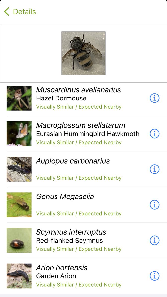 Interesting how the AI on I-naturalist gets thrown by the fungal infestation of this fly- top hit is a dormouse! (And ‘expected nearby’ for the dormouse is a bit of a stretch in my opinion)