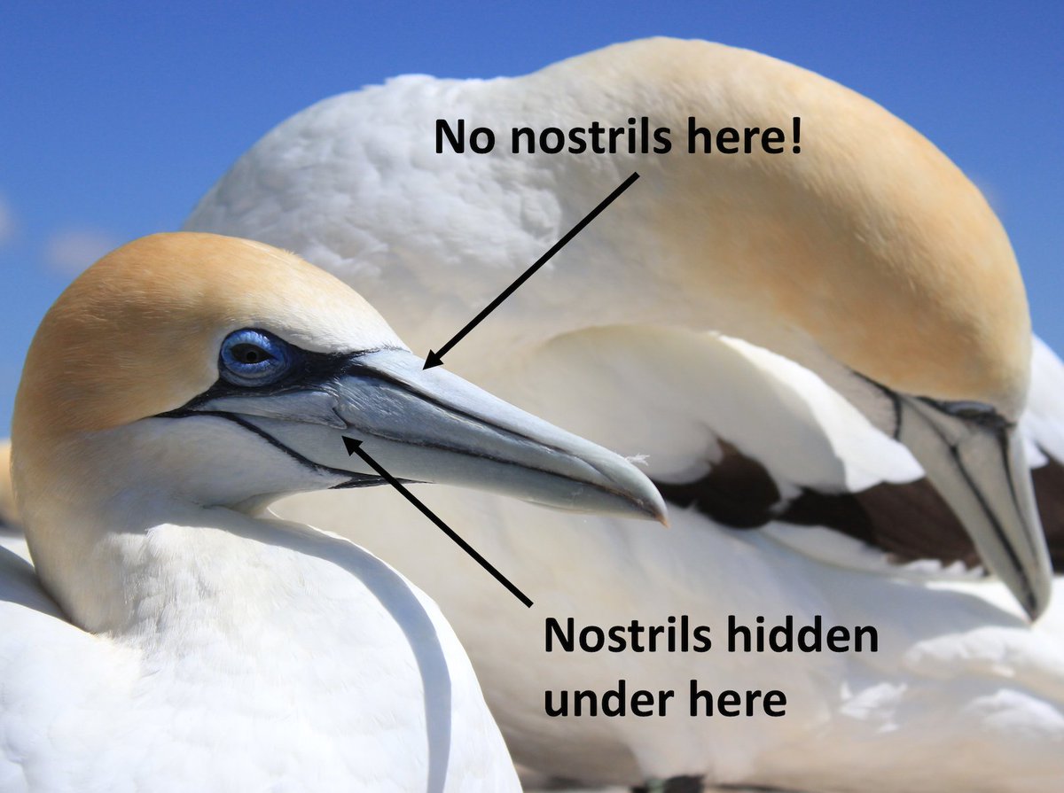 Looking at one of my bird anatomy refs and though it sounds like a shitpost.