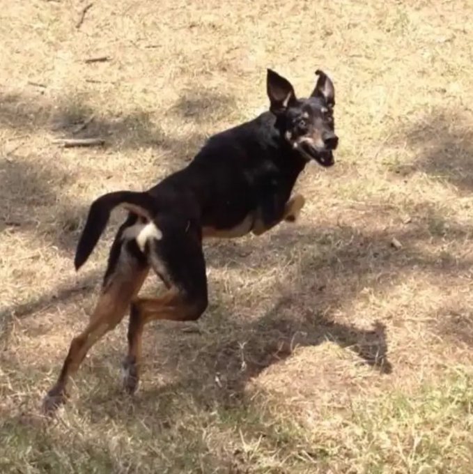 This is Cody. Like Kristi Noem&rsquo;s dog, she was challenging.   When she was 6 months old, she snapped at