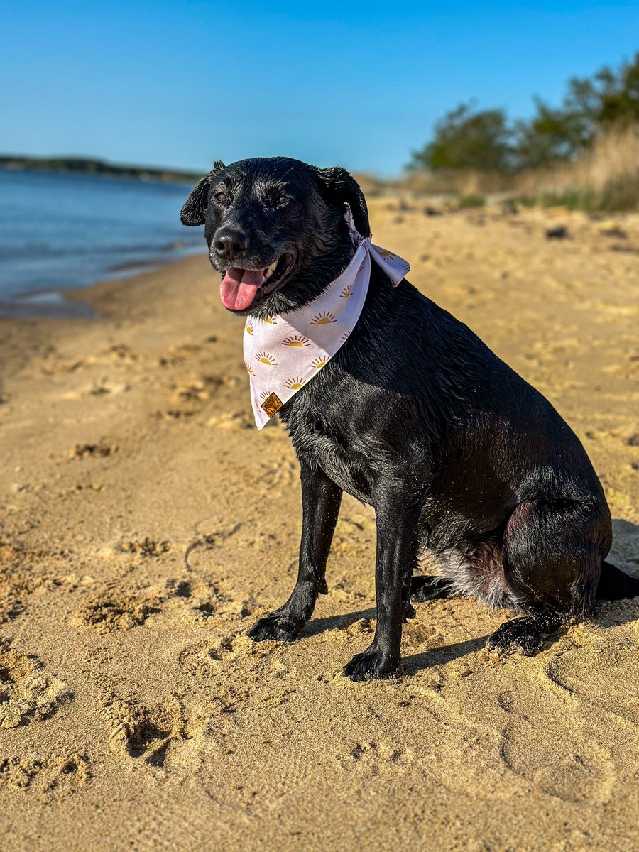 It was a beautiful day here in Maryland and we loved every minute of it 🫶🏼 What kind of things did you and your pup get into on this beautiful day? 

#dogsofx #dogsoftwitter #happydog #happypup #dog #doggo #pup