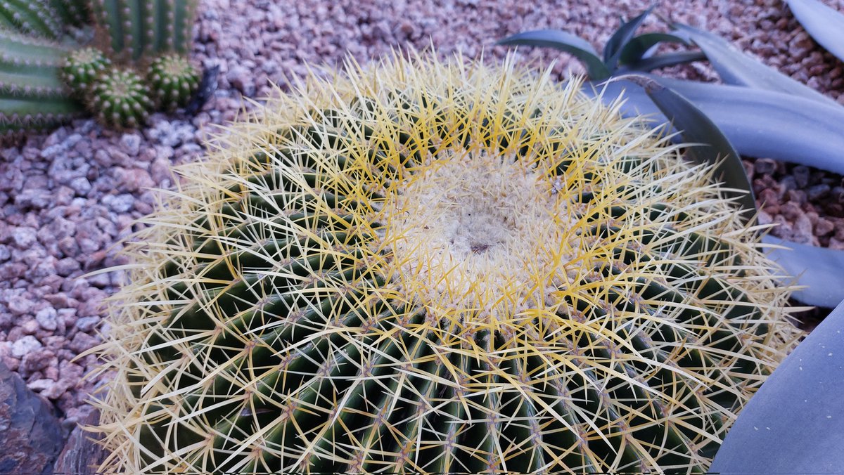 Cactus & pebble garden in #Phoenix Arizona #nature #travel