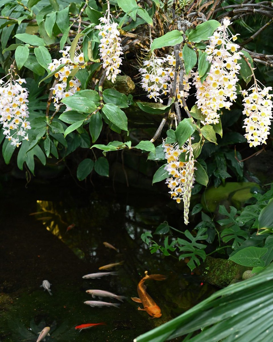 This is a show-stopper! As you enter the Conservatory, you'll be greeted by this stunning orchid! This Dendrobium orchid (Dendrobium mousmee) is large enough that the beautiful flowers cascade over the koi fish pond below. #GoPublicGardens2024