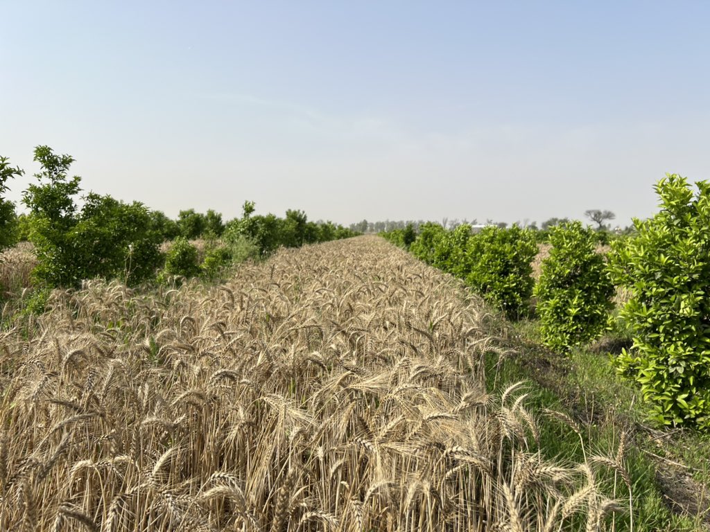 Alley cropping no-till wheat between rows of citrus in the Punjab Province of Pakistan.