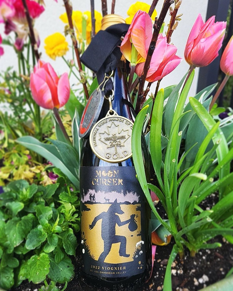 Happy #InternationalViognierDay! Last Friday in April-perfect timing to celebrate this aromatic variety. Viognier ‘22: stone fruits, orange rind & Asian pear. Crisp mineral notes, fresh acidity & generous palate. 2 X GOLD MEDALS mooncurser.com/product/Viogni… #ViognierDay #BCWine