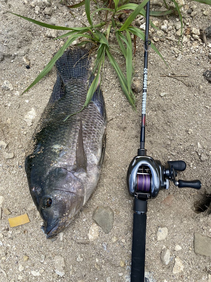 最近の釣果のごく一部
