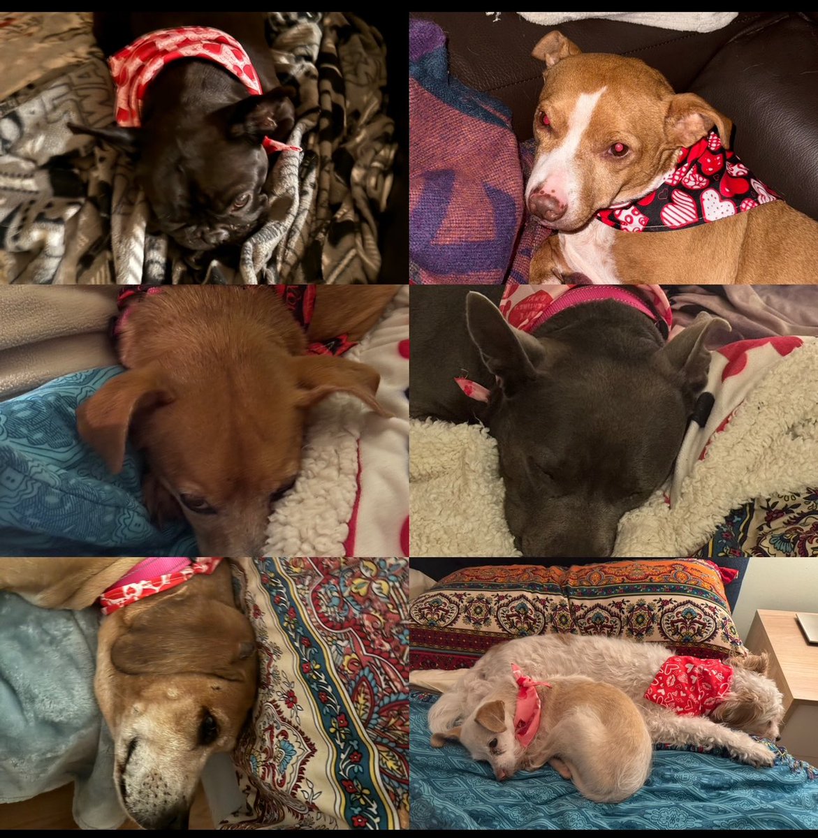 My 7 sweet girls. All occasionally misbehave, still LOVE them! ❤️🐶 🐐 

#KristiNoem_PuppyBearDeerKiller