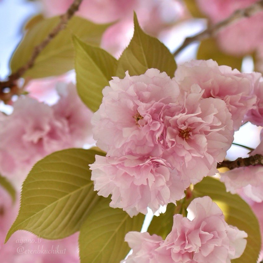 八重桜

#cherryblossoms