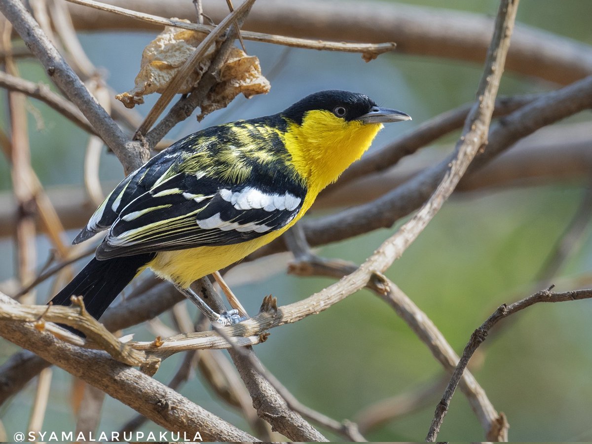 #indiaves #ThePhotoHour #BirdsOfTwitter #TwitterNatureCommunity #wildplanet #wildlife #BBCWildlifePOTD  #BirdsSeenIn2024 #NatureIn_Focus #birdtwitter #birds #natgeoindia Common Iora