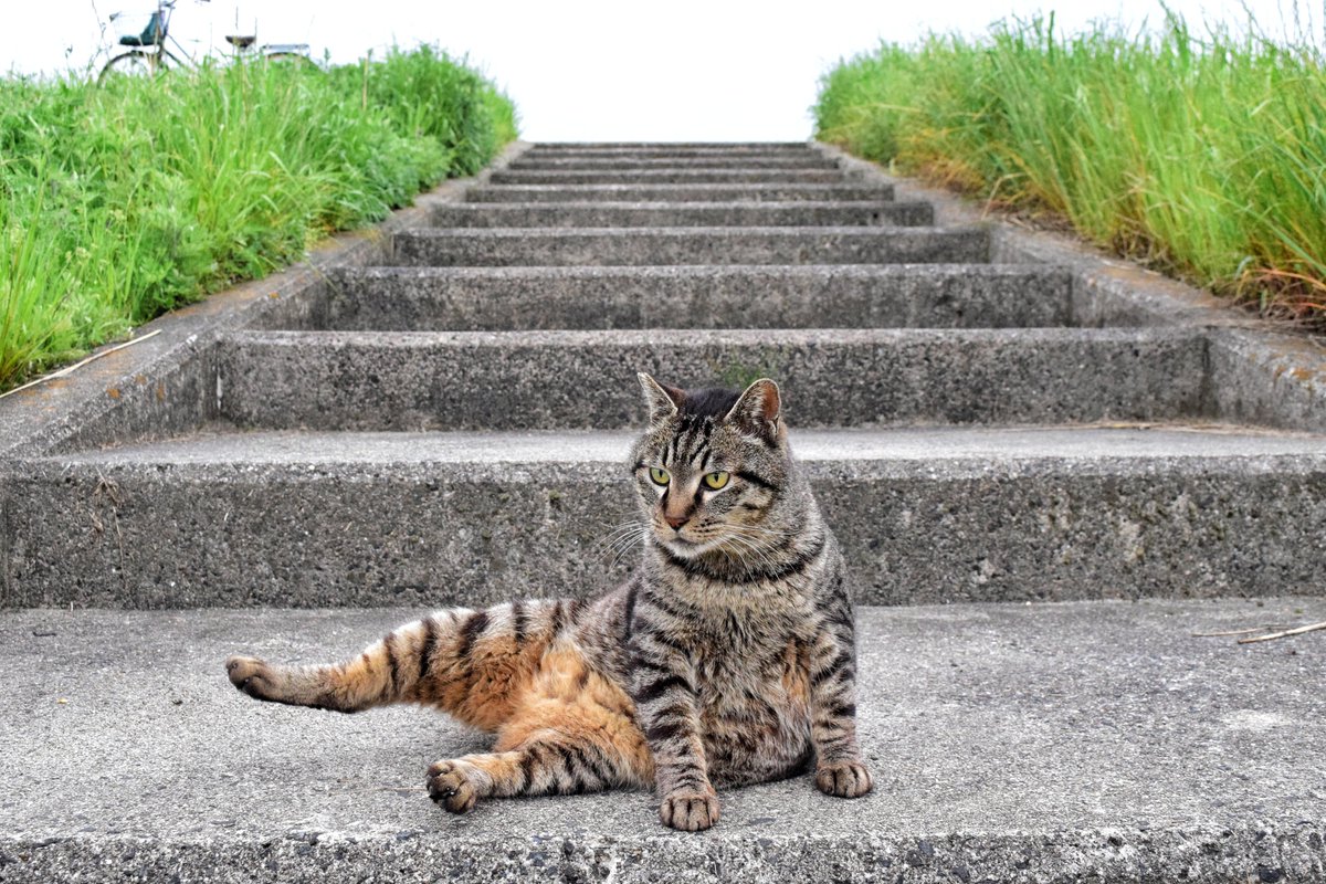 エクササイズ

#猫 #野良猫 #cat #고양이 #一眼レフ #nikon #猫好きな人と繋がりたい #写真好きな人と繋がりたい #写真撮ってる人と繋がりたい #ファインダー越しの私の世界 #キリトリセカイ #photography