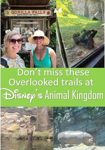 msmeranda's tweet image. Dont miss these overlooked trails at Disney's Animal Kingdom dlvr.it/T64KPy