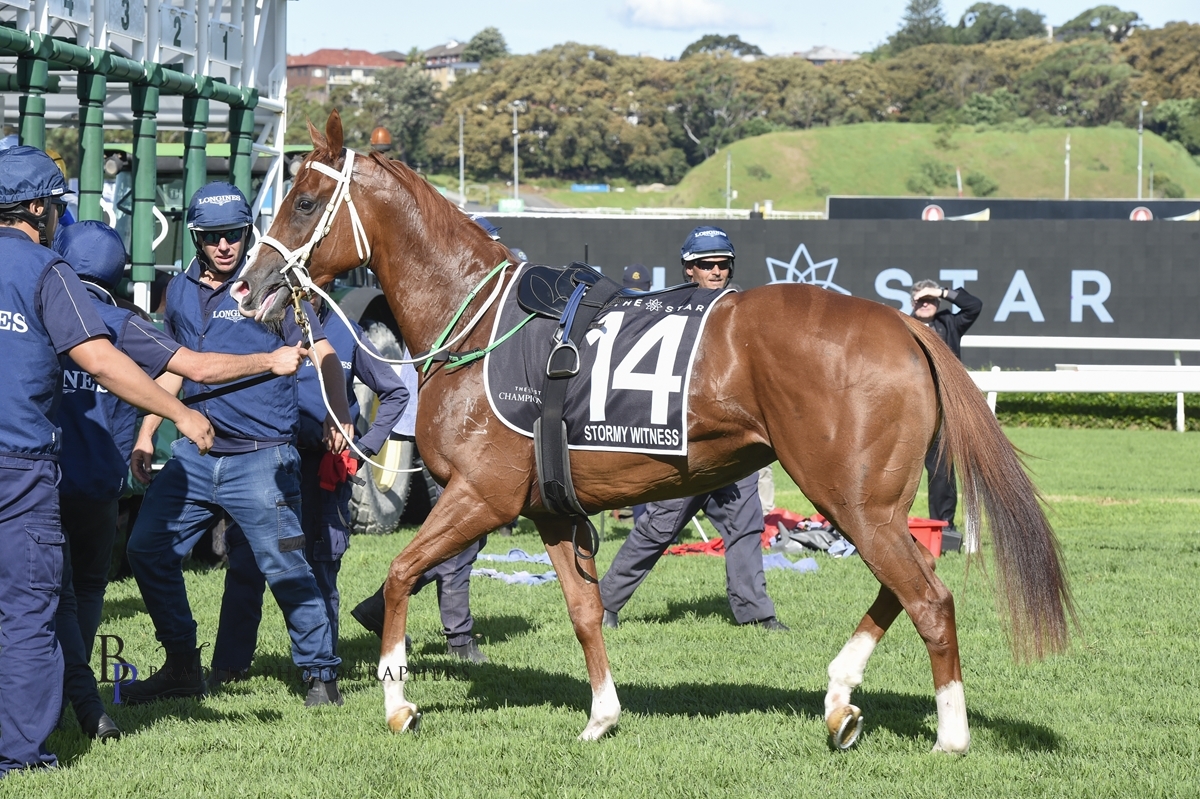 🟣RUNNER UPDATE🟣 

⛈ 👀 A better chance for STORMY WITNESS this afternoon. 

Scratching late from her race at Randwick last Saturday, she skipped the rain affected track and is well placed back on top of the ground in the 1300m BM78 at Rosehill (Race 5)