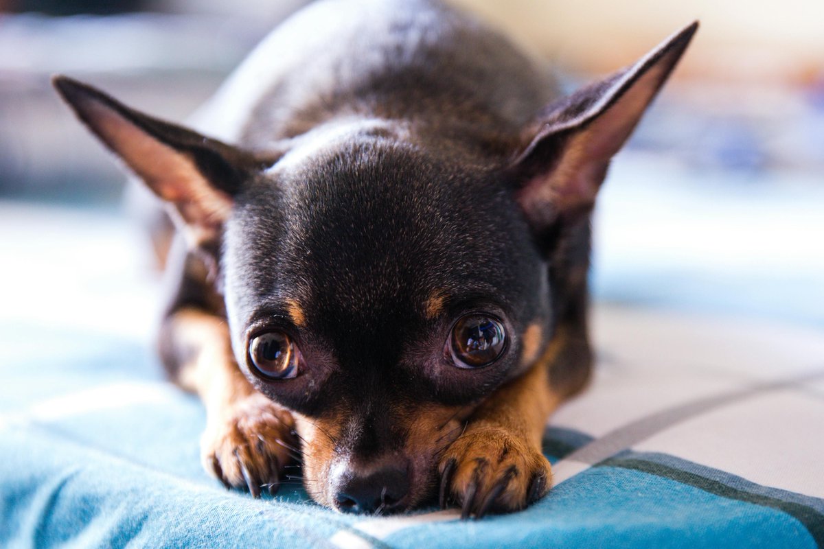 EDogStuff's tweet photo. Do you know? Chihuahuas are quick learners. They are eager to please and respond well to positive training methods. They can successfully compete in dog sports, like agility and obedience. #Funfacts #Dogs #Factsaboutdogs #Furrypets #Puppies #Happydog #Furrybabies https://t.co/jQCn2xpUzP