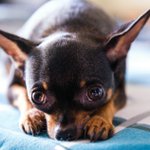 Photo by Everything Dog Stuff (@EDogStuff)