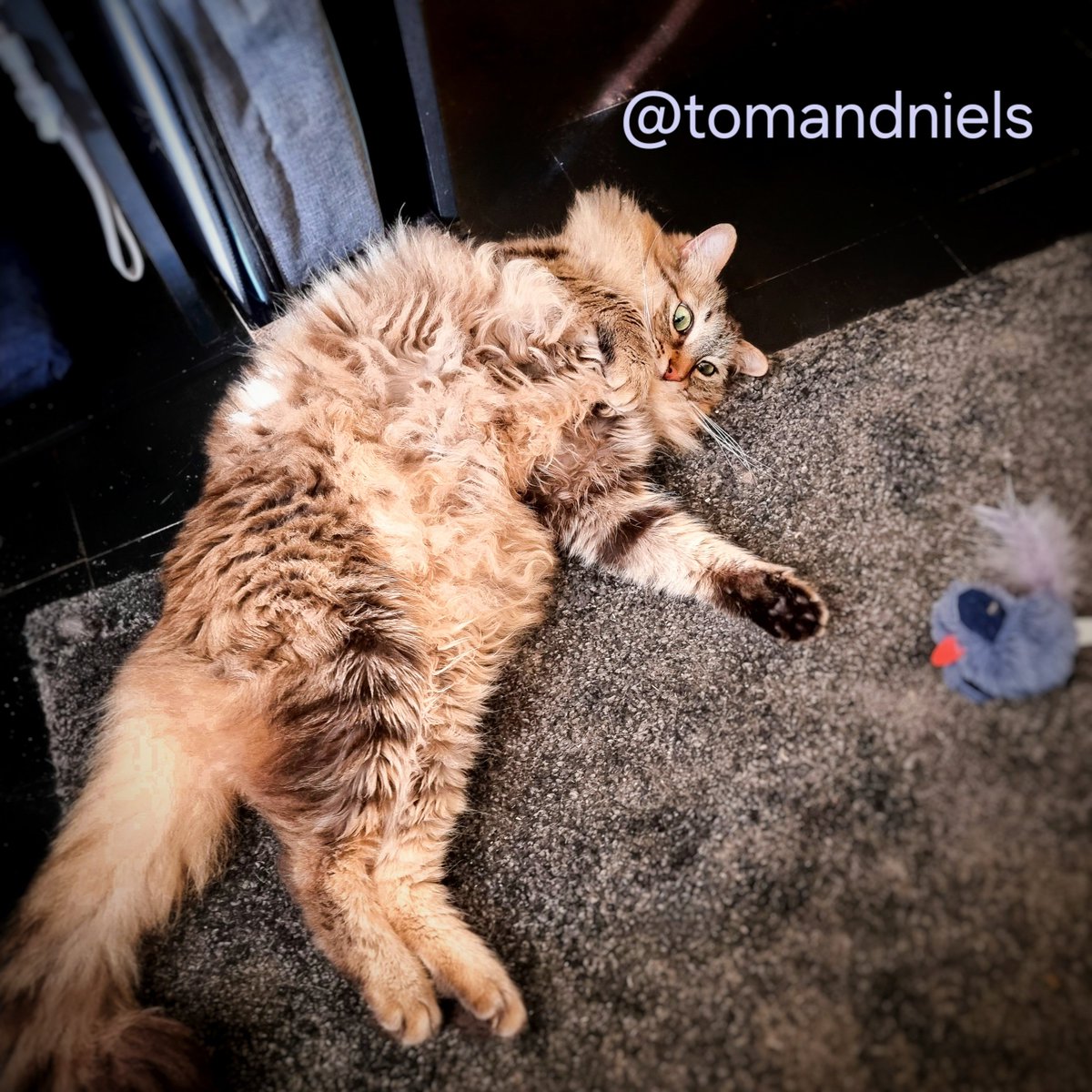 The Hooman is late again!
This was supposed to be for #JellyBellyFriday!
Instead, it's now #Caturday!

How do you all train your staff?
- Niels
#CatsOfTwitter