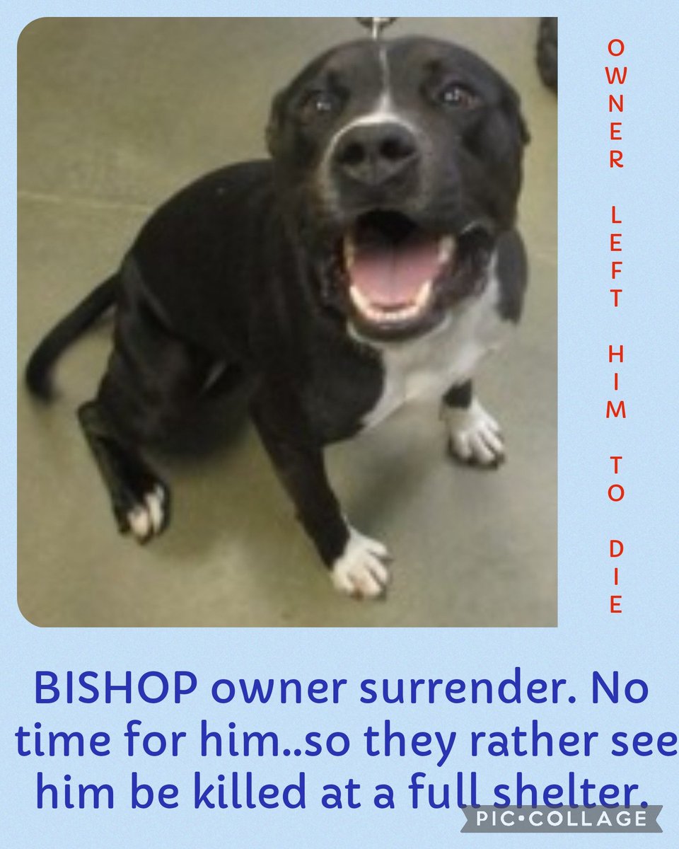 URGENT‼️ 

Russel Cnty Phenix City AL 

BISHOP owner surrender. No time for him..so they rather see him be killed at a full shelter. 

#55800942 
M 

#rescue #adopt #dogs #deathrowdogs #deathrow  #codered #savingrusselldogs #rescuemyfavoritebreed  #adoptdontshop @alabama  #pledge