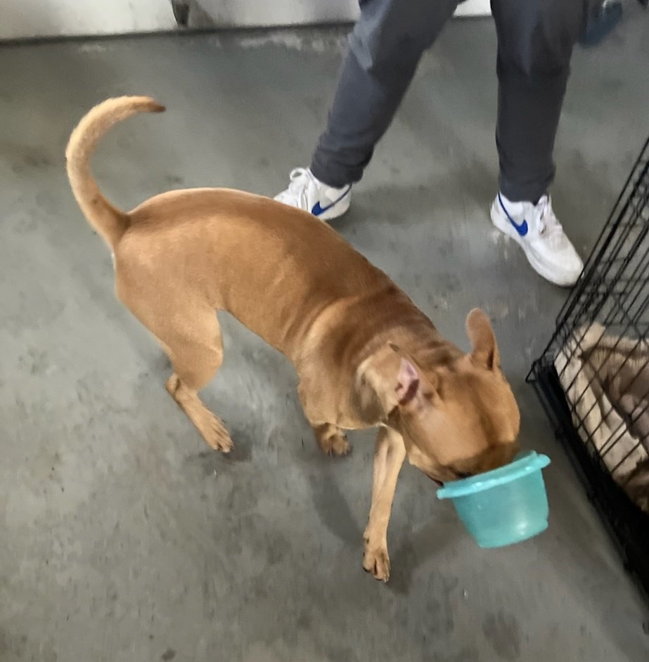 Rooster from @NYCACC is hilarious 😂 he likes to carry around bowls❤️🐾