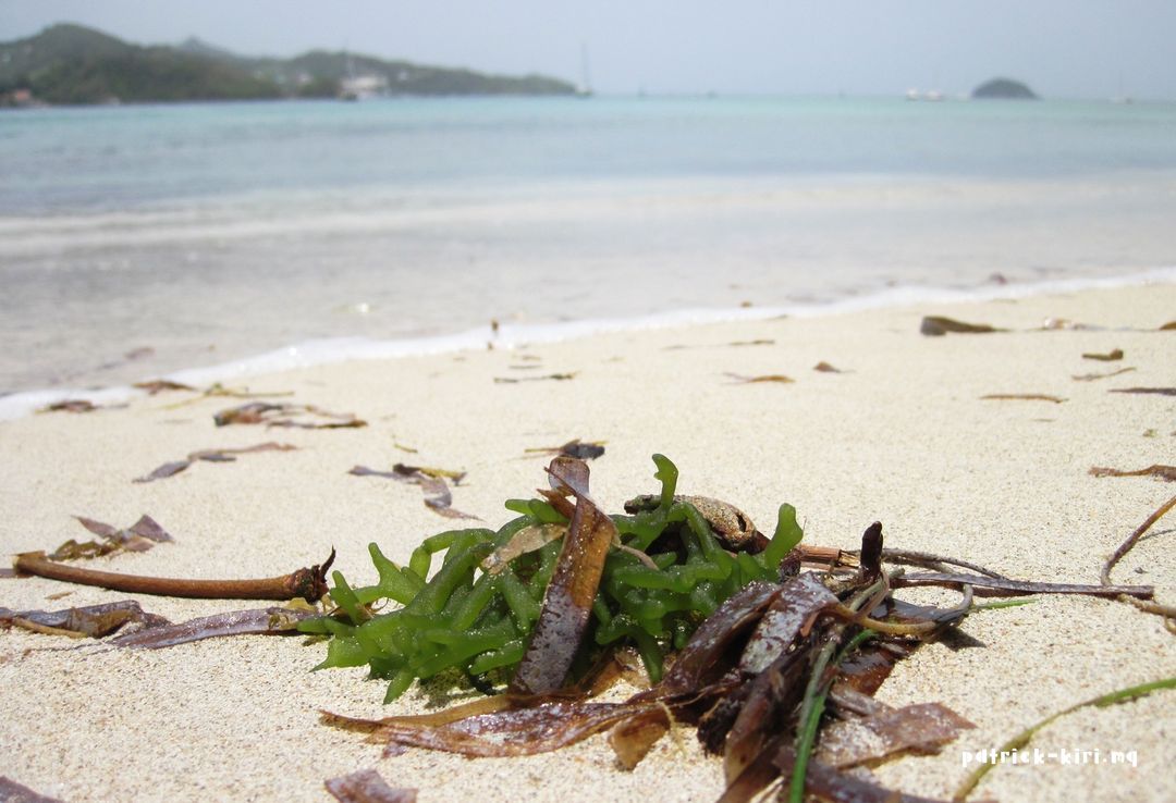 patrick_kiri's tweet image. &quot;Mousse au chocolat&quot;

Plus de photos :
➡️ patrick-kiri.mq
➡️ patrick_kiri (Insta)

#Nature #Plage #Algue #LautreBord #Tartane #Trinité #Madinina #Matinik #Matnik #Martinique