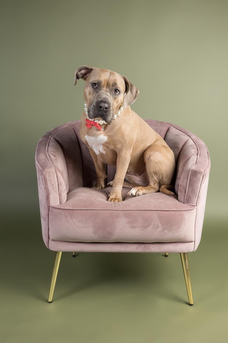 #FosterFriday Jello is a sweet, spunky girl with loads of personality. She loves rummaging in the toy basket & will self-entertain, but she likes trotting around to show them off too. Jello is fun, enjoyable company! tinyurl.com/meetacitydog #adoptme 📸 robynwhitephoto.com