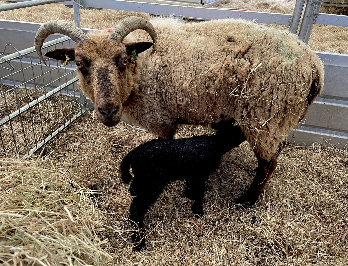 Then there are 8 left to lamb……getting there slowly after this lovely single today #manxloaghtan #rarebreed #nativebreed #lambing #farming #isleofman