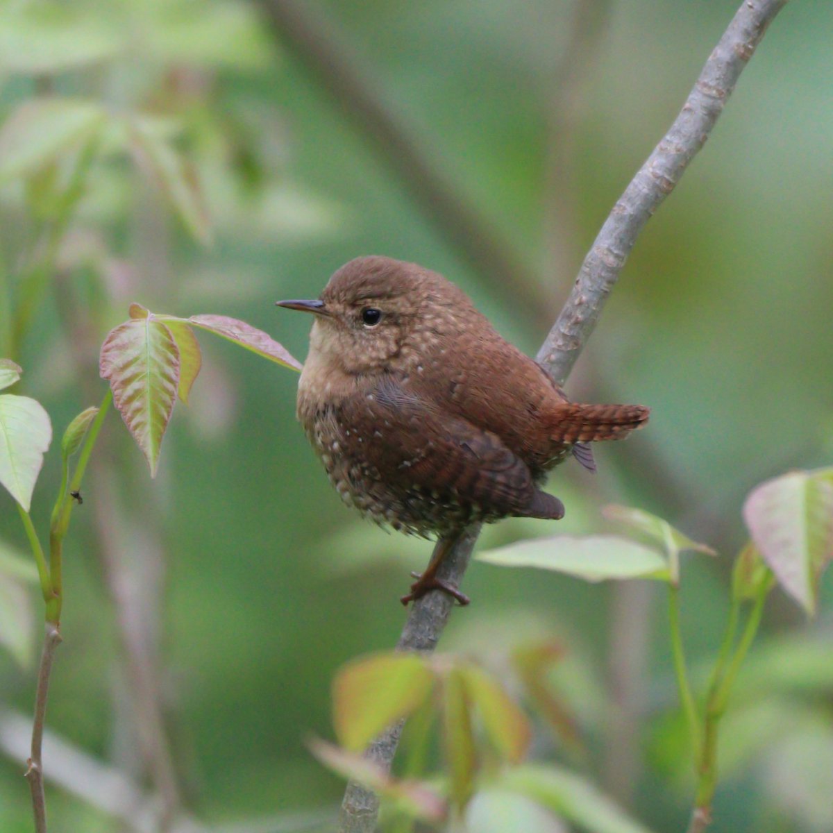 winter in april 🙃
#winterwren #birds #birdcpp