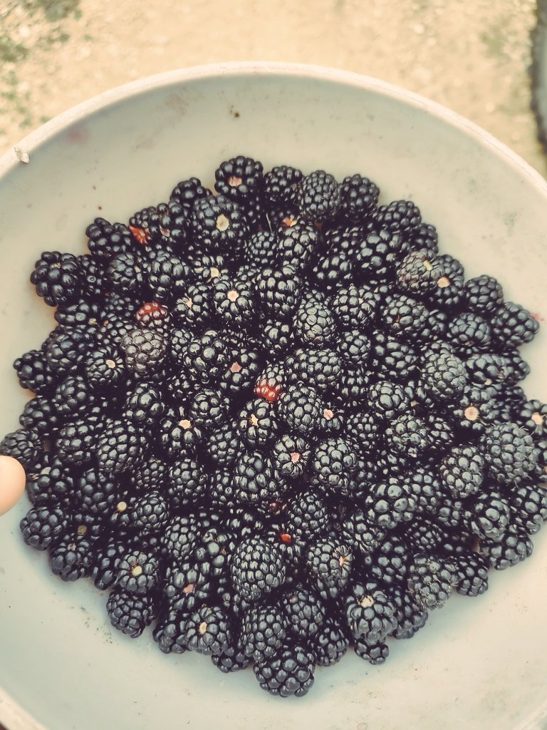 #dewberries

More nom nom!! 
Getting this or more daily.

😋 

#forageyourownfood #growyourownfood