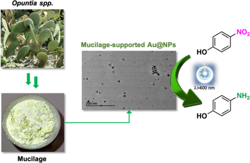 We have been working for more than 3 years to unlock the potential of Opuntia species mucilage in chemistry, and the paper is finally out in Int. J. Biol. Macromol.! Warmest congratulations to Cristina for her hard work, patience and commiment! sciencedirect.com/science/articl…