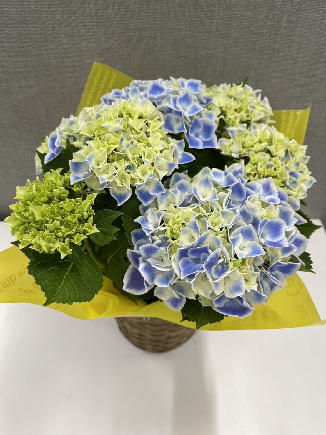 菜花 国内販売中/28日発売予定】アディダス オリジナルス ZX 8000