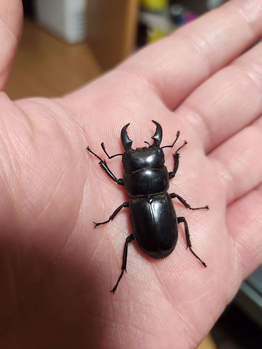 4/26練馬区産ちびヒラタ。人生2回目のヒラタ捕獲。嬉しすぎる