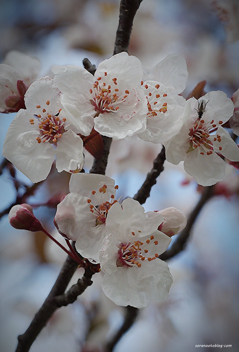 Plum🇯🇵

#photooftheday #photography #flowerphotography #nature #TLを花でいっぱいにしよう #写真好きな人と繋がりたい twitter.com/soranootoblog/…