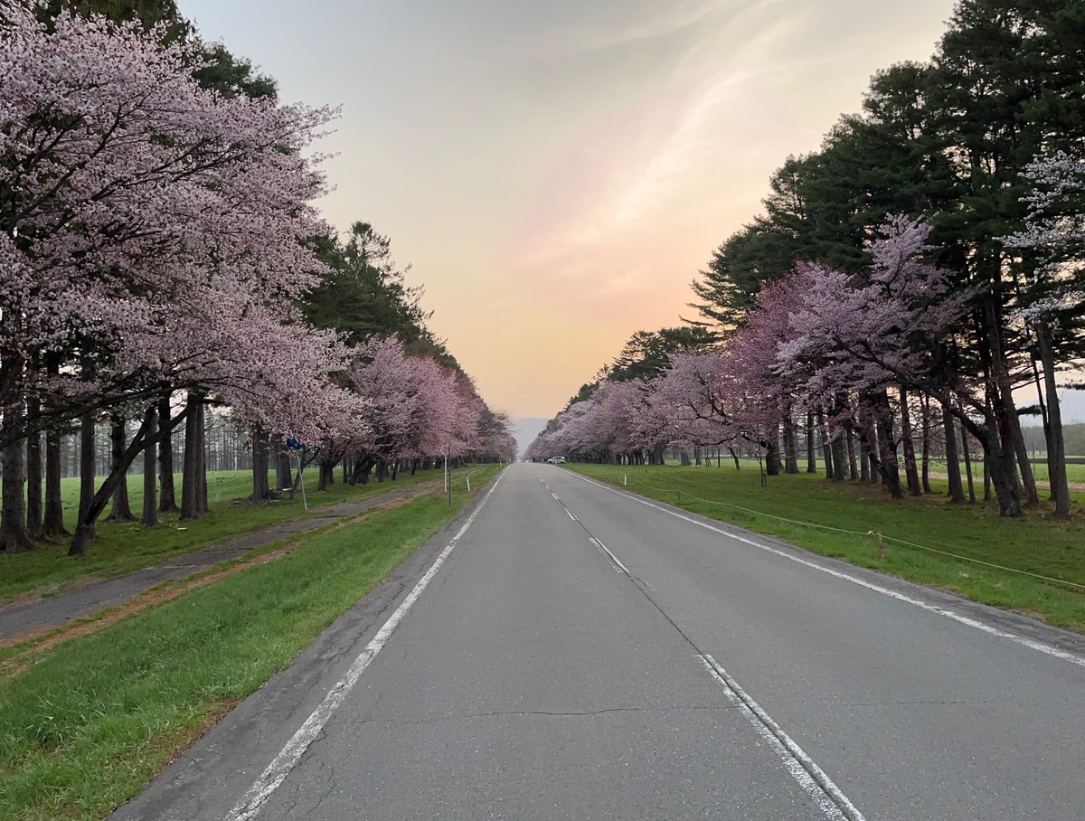 静内二十間道路桜並木🌸 今朝の日の出 🌅