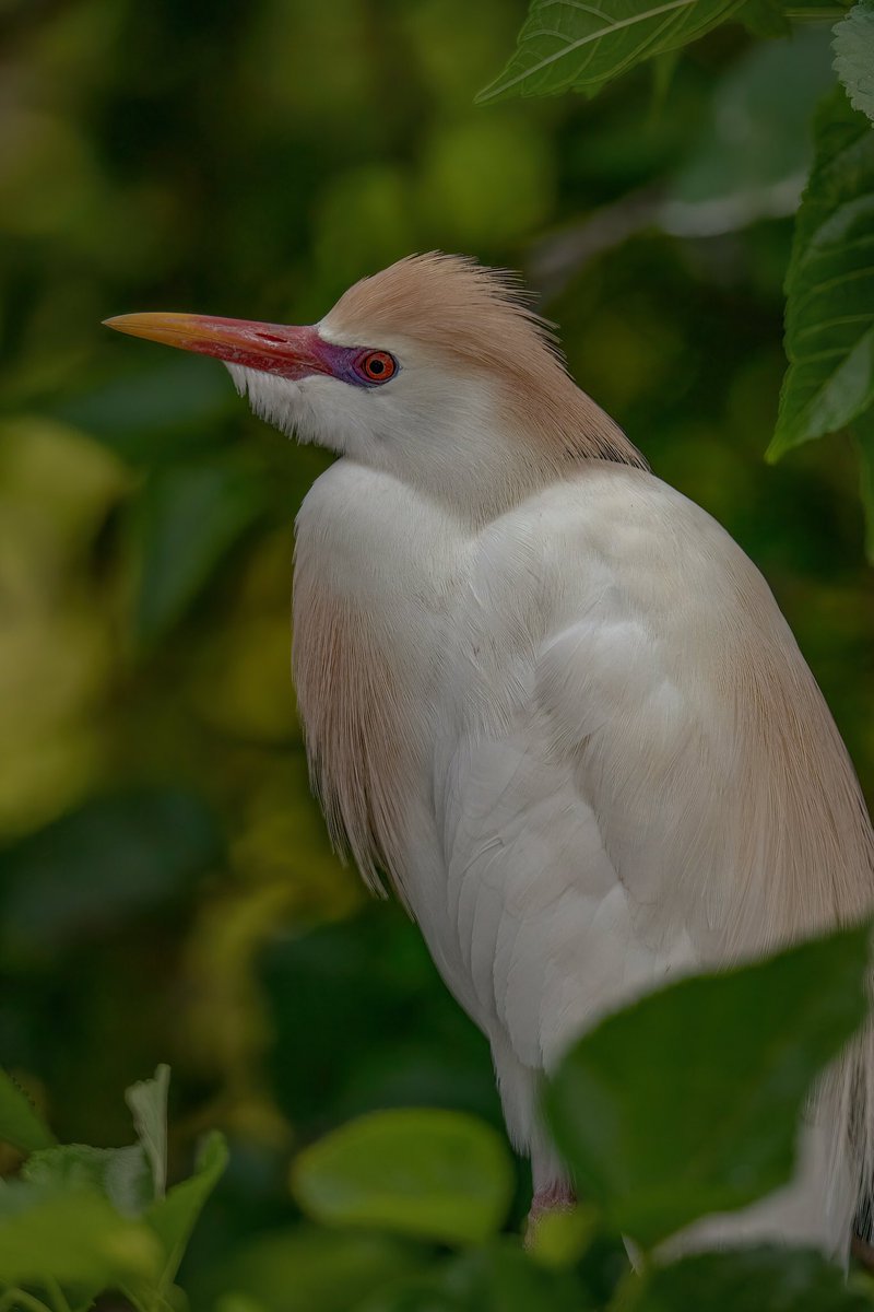 The Cattle Egret (Bubulcus ibis) is the fastest expanding species of ANY bird species. They arrived in North America in 1941 and had continued to expand its range since. The developments of Cattle farms are believed to be the cause of their rapid expansion and remains their…