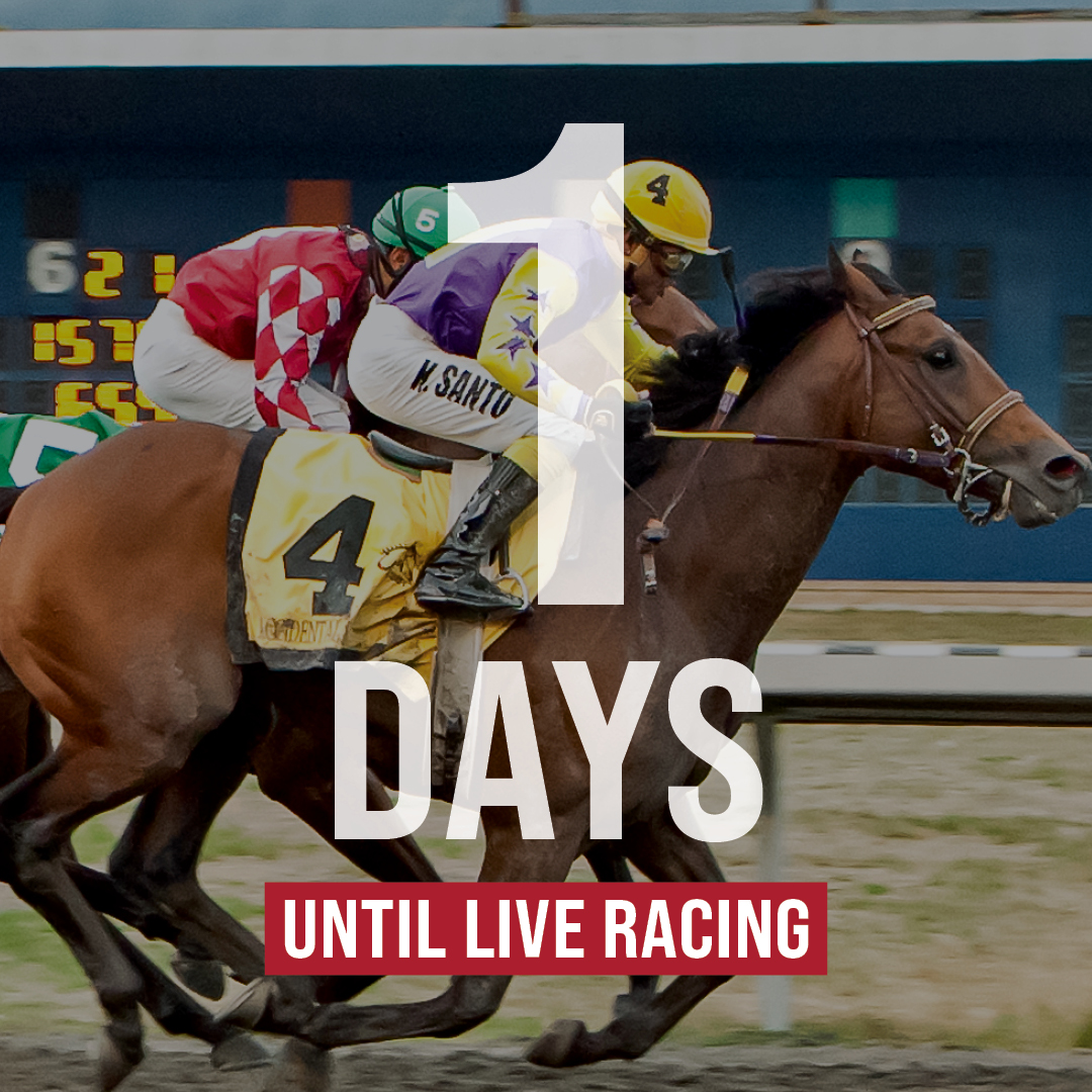 We can't wait to see you tomorrow for the opening day of the 2024 live racing season at Hastings Racecourse! Racing is open to all ages and admission is free! You must be 19+ to bet. ❤️🐴 

📍 2:30PM Post Time