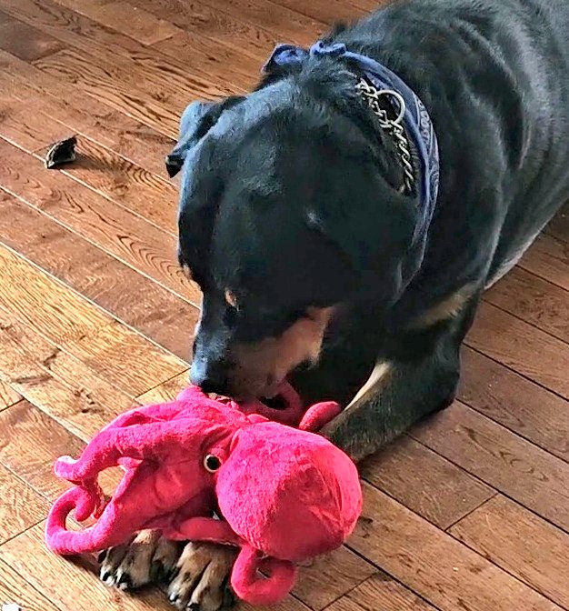 Someone sent us a new octopus 🐙!
The last two somehow lost their heads. 
Octopi should be more resilient. 

#XDogs