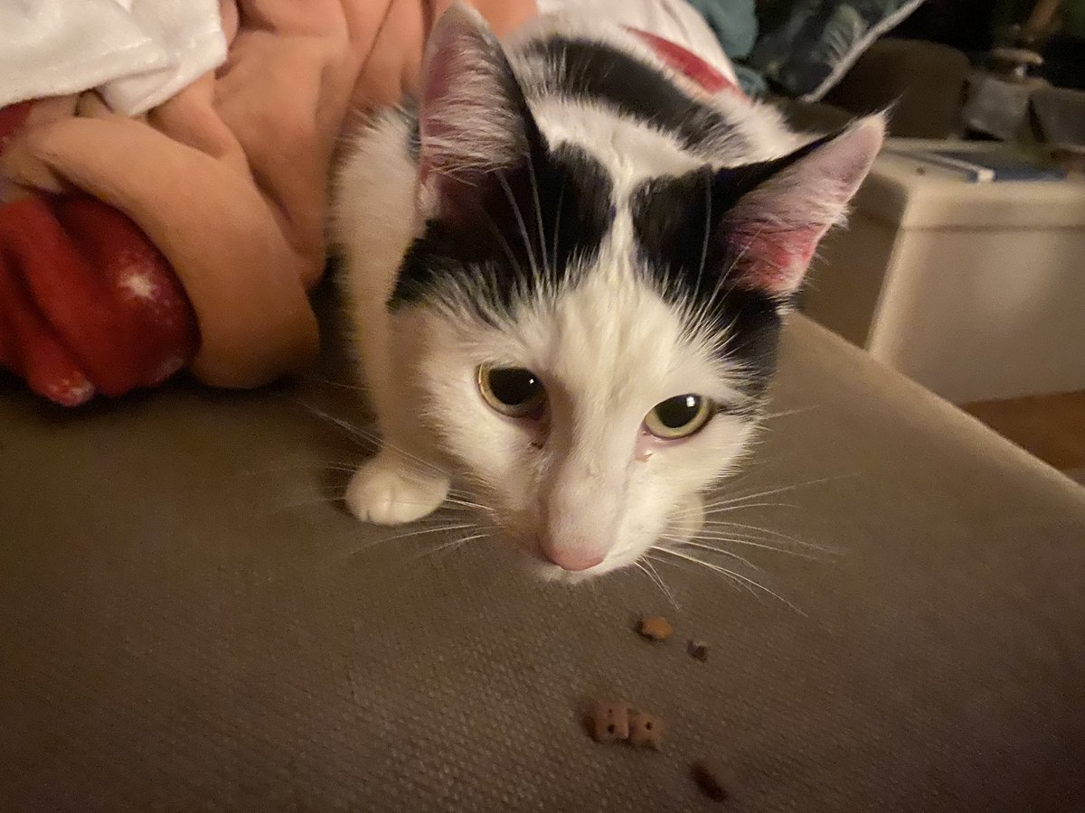 kooik25's tweet photo. Lieve mensen. guusje is net aan komen looen. Ze is uitgehongerd en vies  en enorm knuffelig, maar ze is terug!   @mevrouwadvocaat  en alle andere , bedankt voor het helpen zoeken en alle tips! Ik ben zo blij https://t.co/lalxGhhXLg