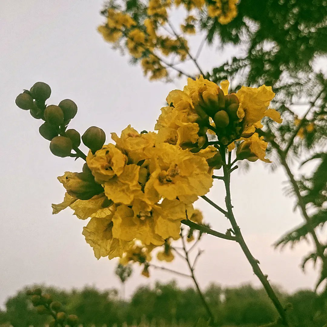 Good Morning 🌅 

Beautiful Yellow Flowers 

#yellowflowers #natureflowers #natureartist  
#flowerslovers #pnkphotography #viralphotos