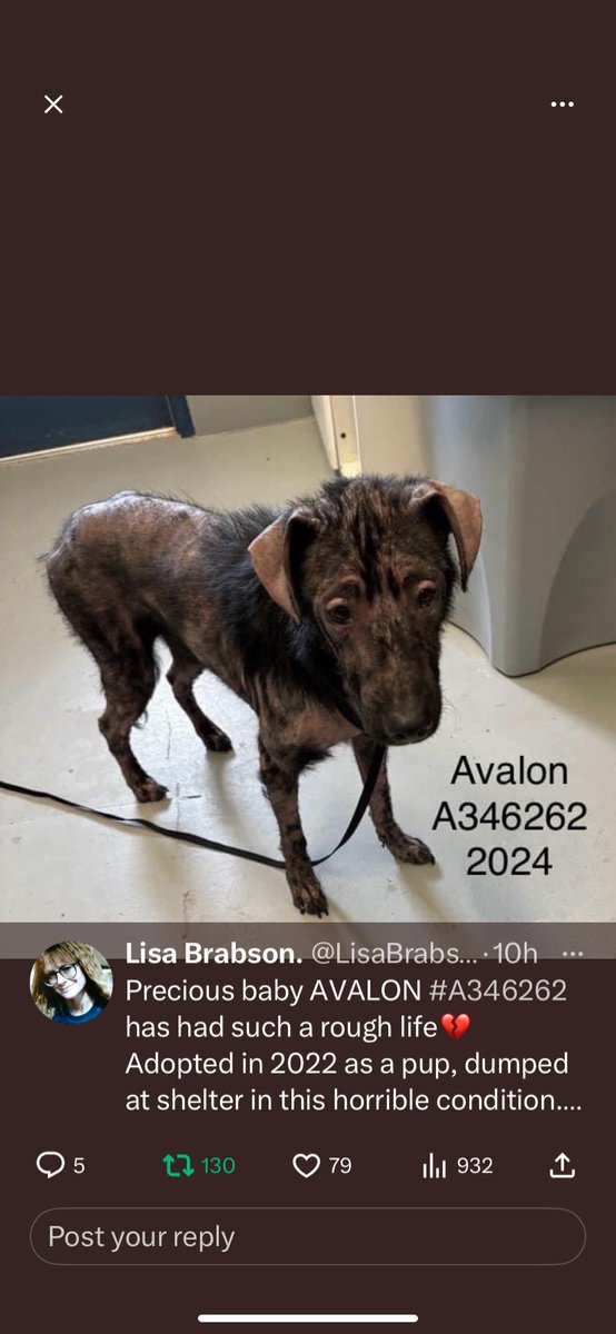 Look 👀 at Avalon 🐕#A346262 adopted as a HEALTHY THRIVING PUPPY 🐶 LESS than 2 years ago, now a HAIRLESS walking SKELETON 🩻 💔 Some POS did this to her🤬 She deserves to be CHERISHED from here on out. Please #share #pledge for IMMEDIATE RESCUE OUT of the #CorpusChristiACS