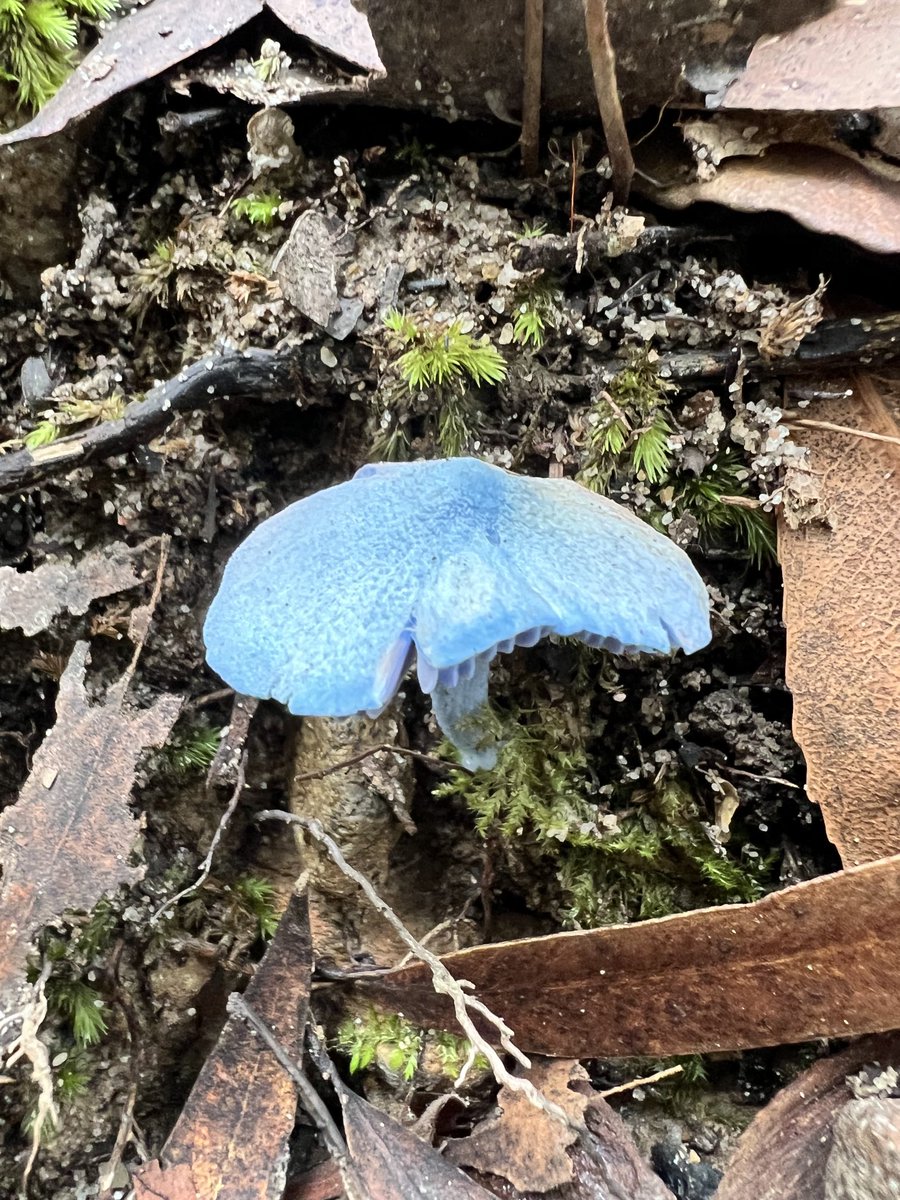 In the forest right now. Message from angels - iridescent, almost translucent. Certainly magical. Never seen blue fungi before 💙
