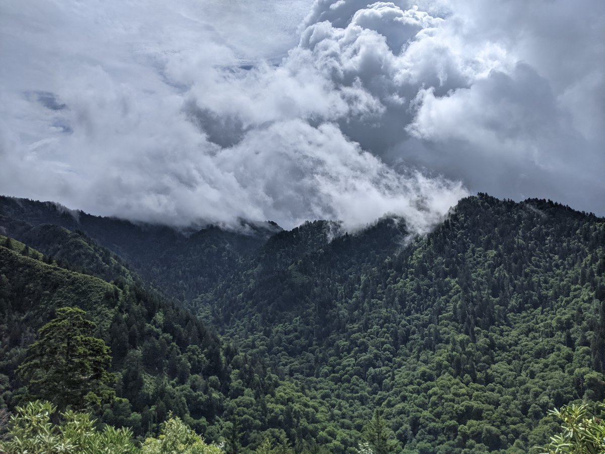 Double celebration today! #NationalParkWeek and #ArborDay!
Here's to @GreatSmokyNPS and its layers upon layers of a spectacular forest system! 
#GSMNP #Trees #NationalParkJunkie