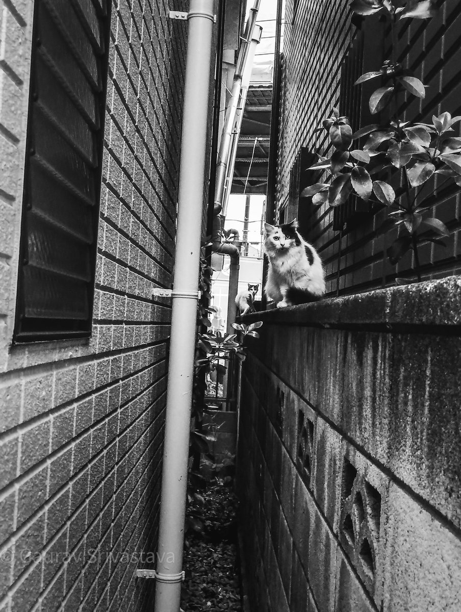 Two cats. #blackandwhitephotography #streetphotography #Tokyo #Japan #CatsOfTwitter