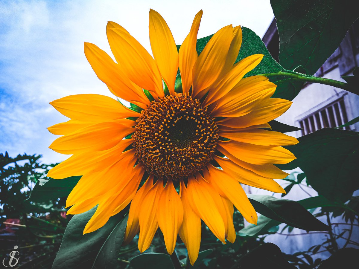 Happy weekend.

#photo #PhotographyIsArt #photographer #PHOTOS #PHOTOISM #photograph #photographicart #Photographie #photographs #Flowers #flowerphotography #sunflower