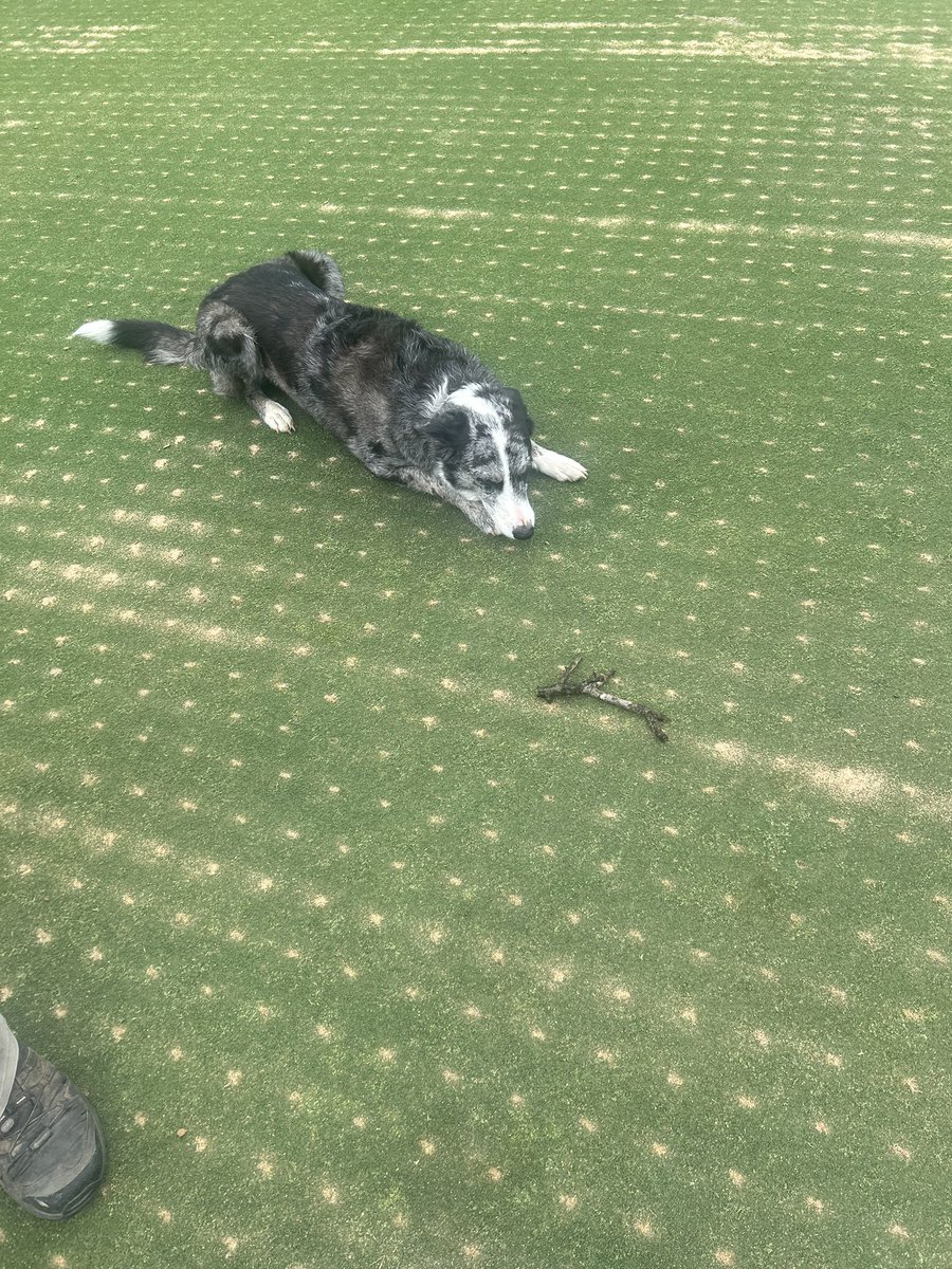 How do Asher and I become members @DogsOfTurf Asher is always ready to get it done.#aerifcationweek