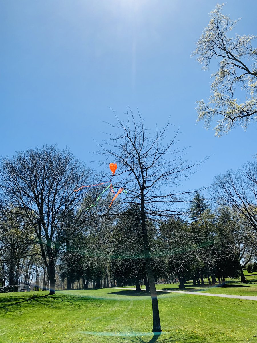 Seen on todays 3 miles 🪁🌳 park run First kite in tree seen this year